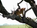 Just sittin in a tree